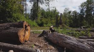 Best Stump Grinding and Removal  in Soldotna, AK